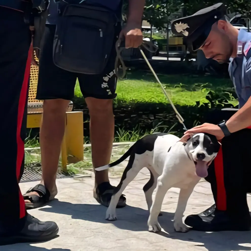 Soverato, ruba un cane e pretende il riscatto: arrestato un 35enne\n