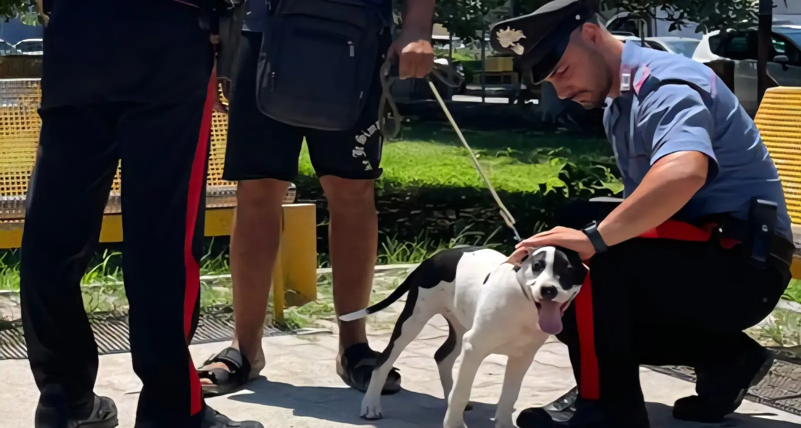 Soverato, ruba un cane e pretende il riscatto: arrestato un 35enne\n