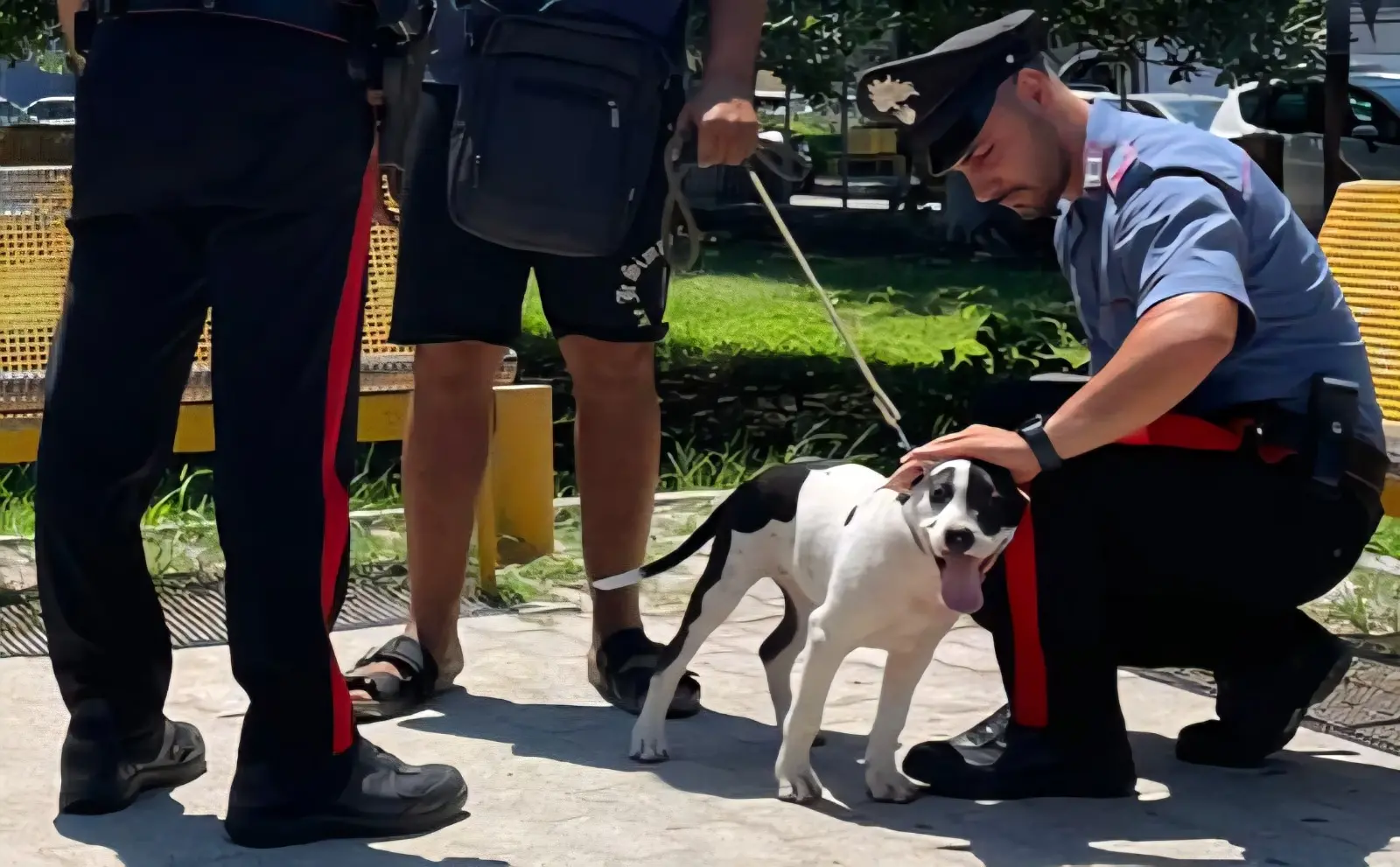 Soverato, ruba un cane e pretende il riscatto: arrestato un 35enne\n