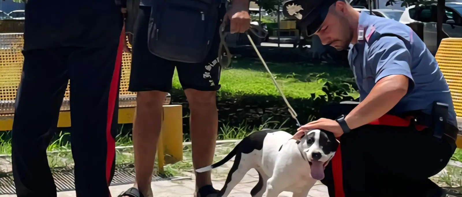 Soverato, ruba un cane e pretende il riscatto: arrestato un 35enne\n