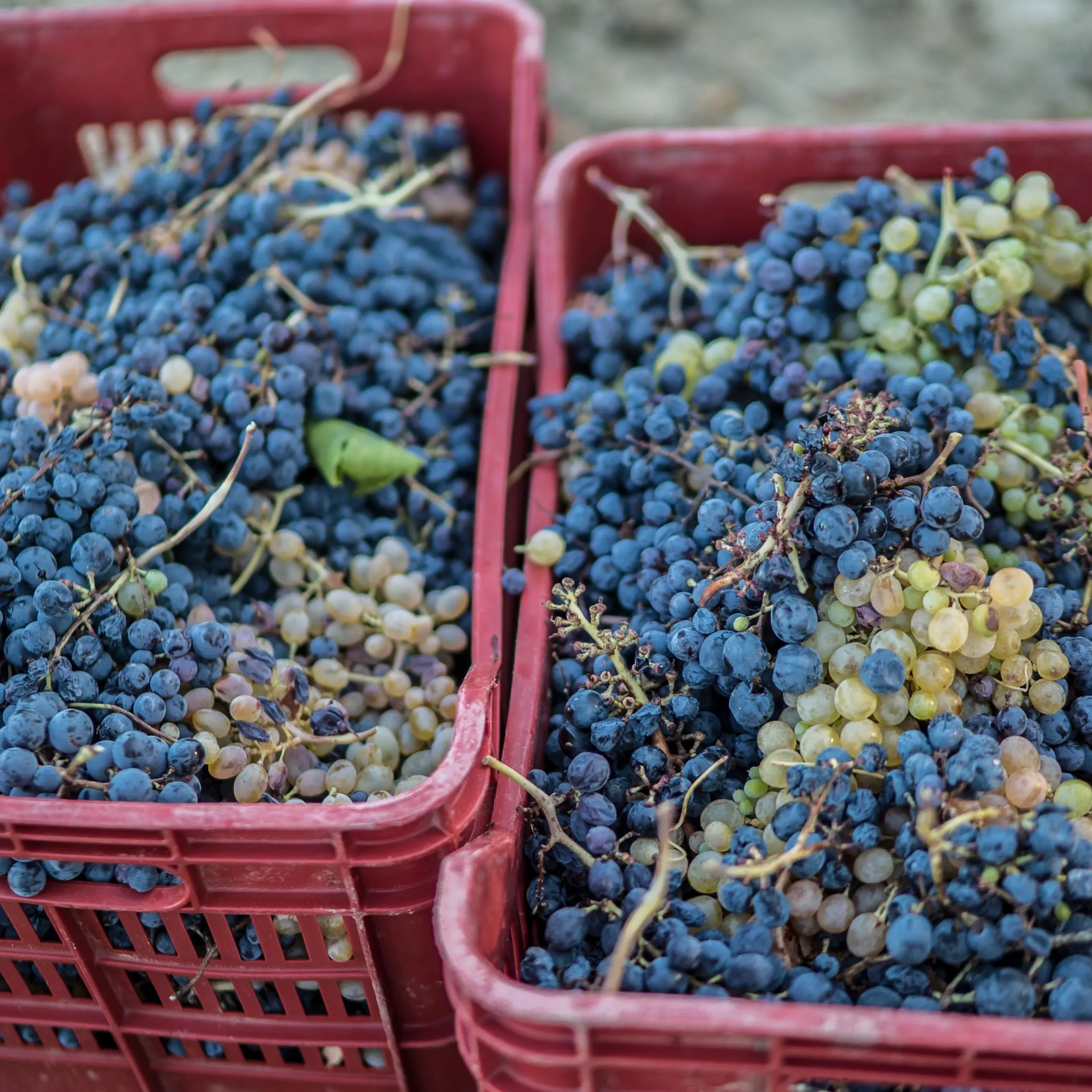 Vini, la Calabria (in controtendenza rispetto alle altre regioni) punta più\u00A0sulle Igp rispetto alle Dop\n