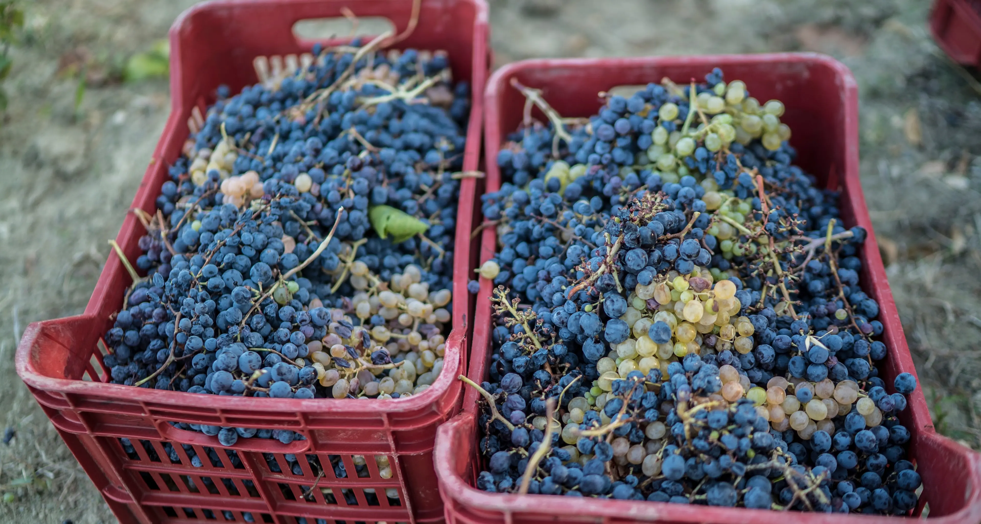 Vini, la Calabria (in controtendenza rispetto alle altre regioni) punta più\u00A0sulle Igp rispetto alle Dop\n