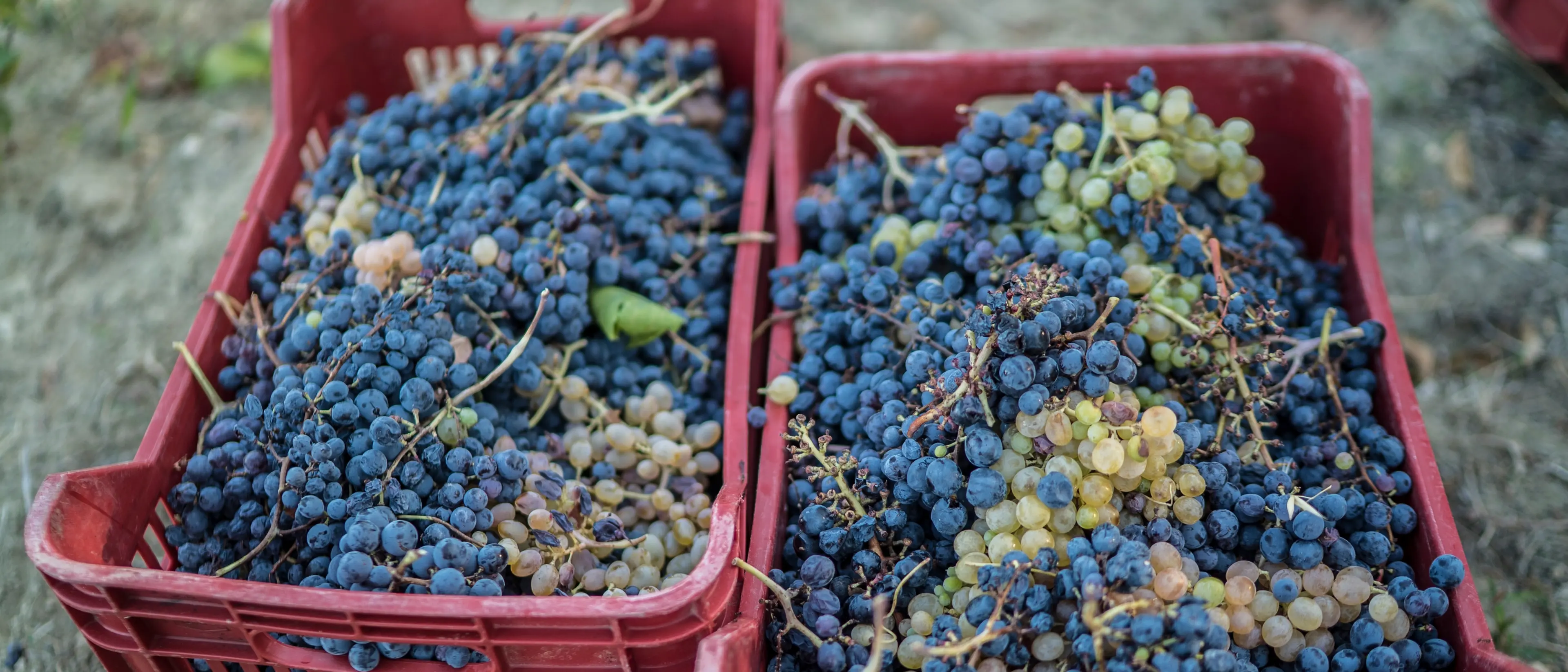 Vini, la Calabria (in controtendenza rispetto alle altre regioni) punta più\u00A0sulle Igp rispetto alle Dop\n