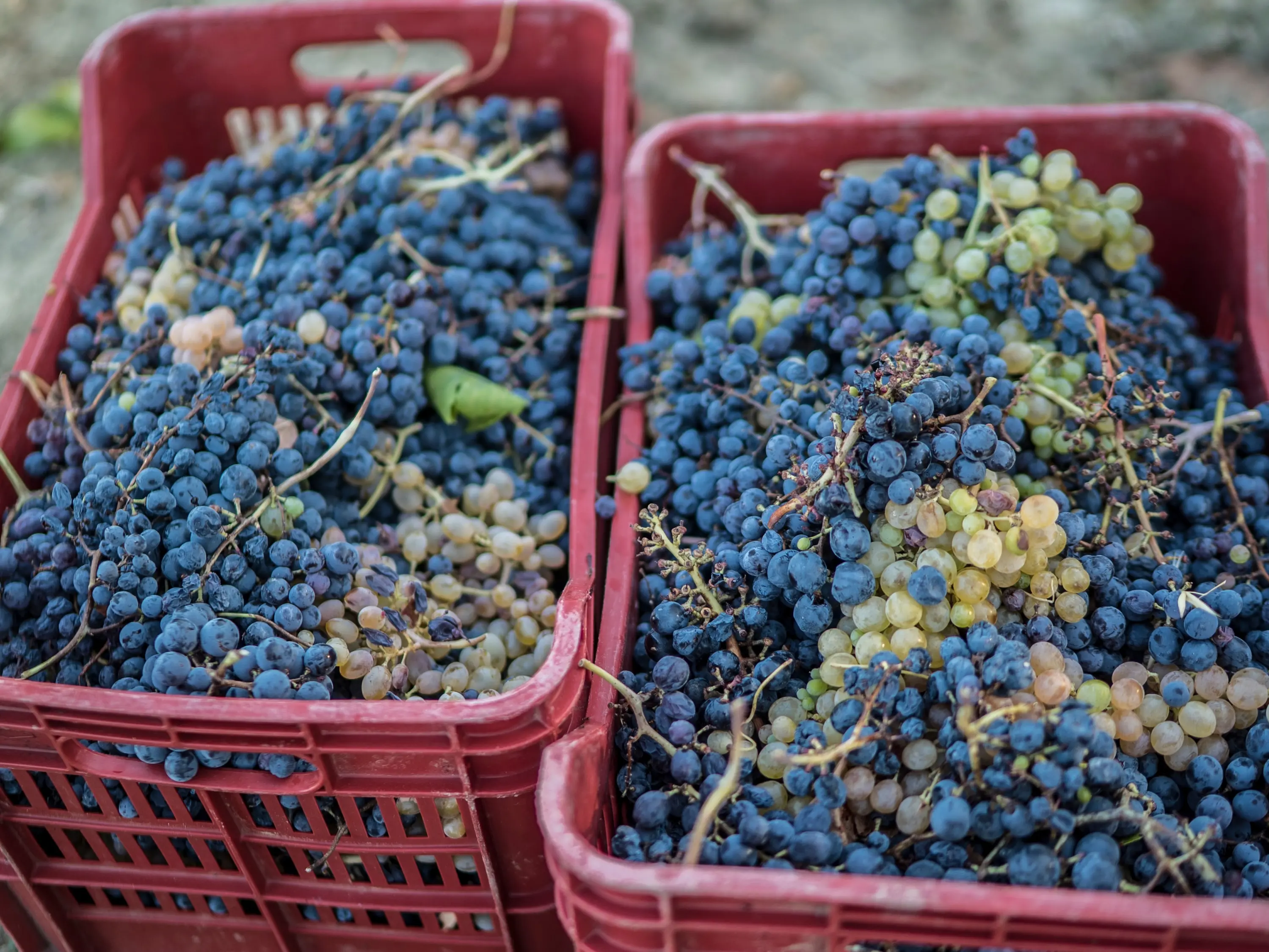 Vini, la Calabria (in controtendenza rispetto alle altre regioni) punta più sulle Igp rispetto alle Dop