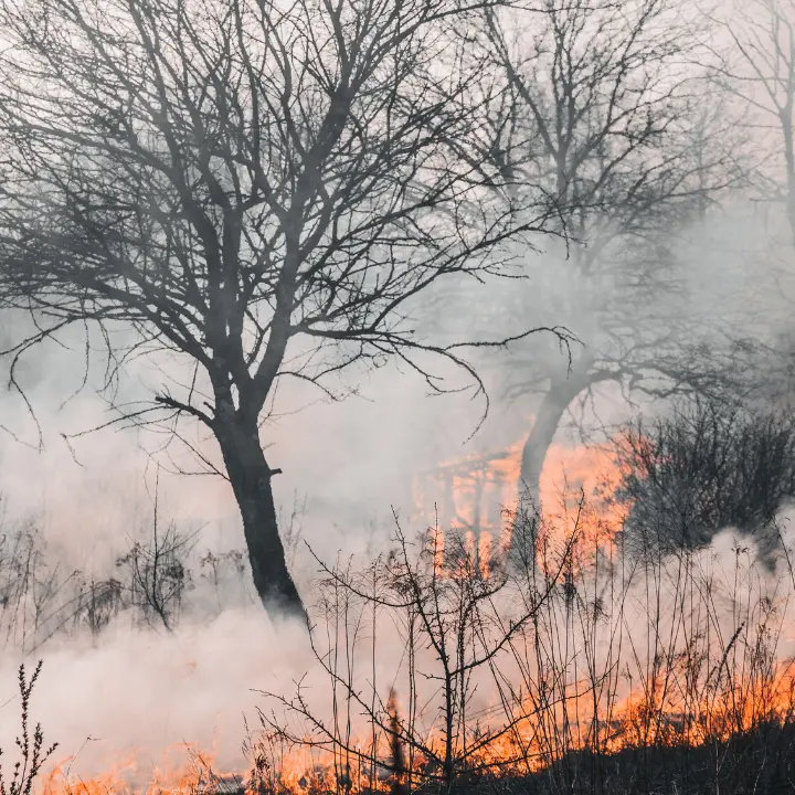 Nuovo incendio in un terreno confiscato alla ‘ndrangheta, a Oppido le fiamme distruggono oltre 800 ulivi