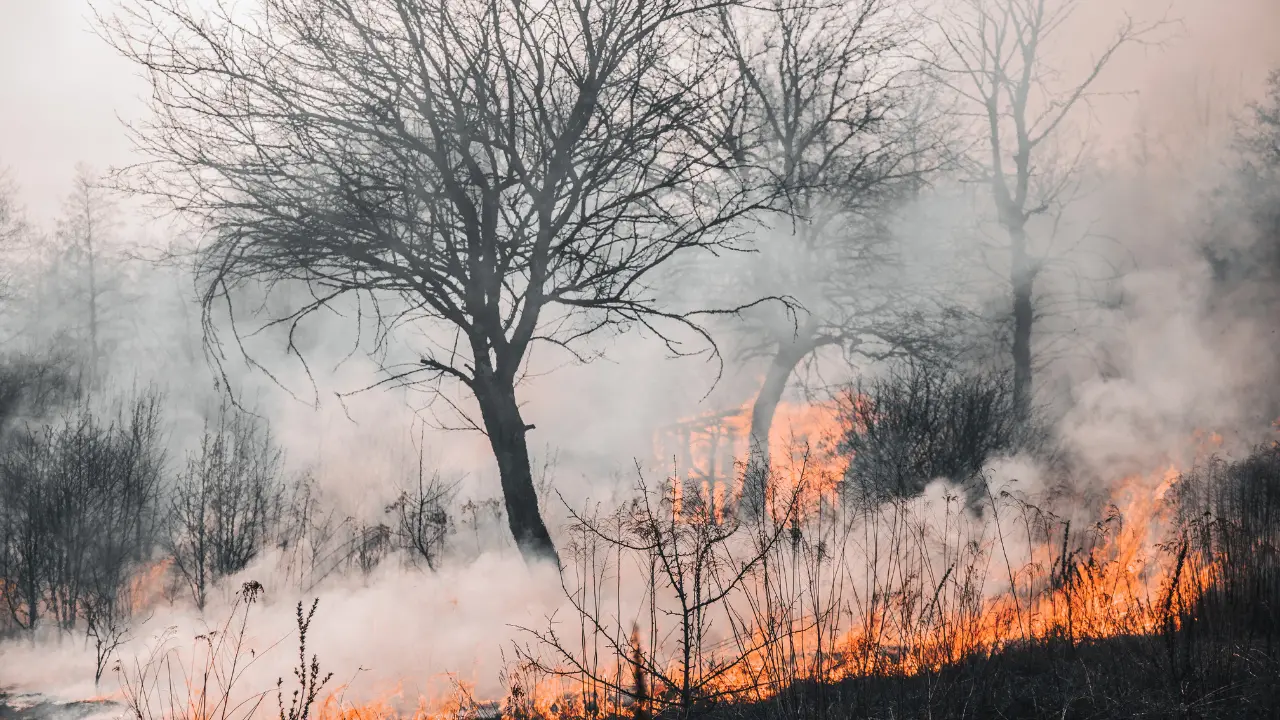 Nuovo incendio in un terreno confiscato alla ‘ndrangheta, a Oppido le fiamme distruggono oltre 800 ulivi
