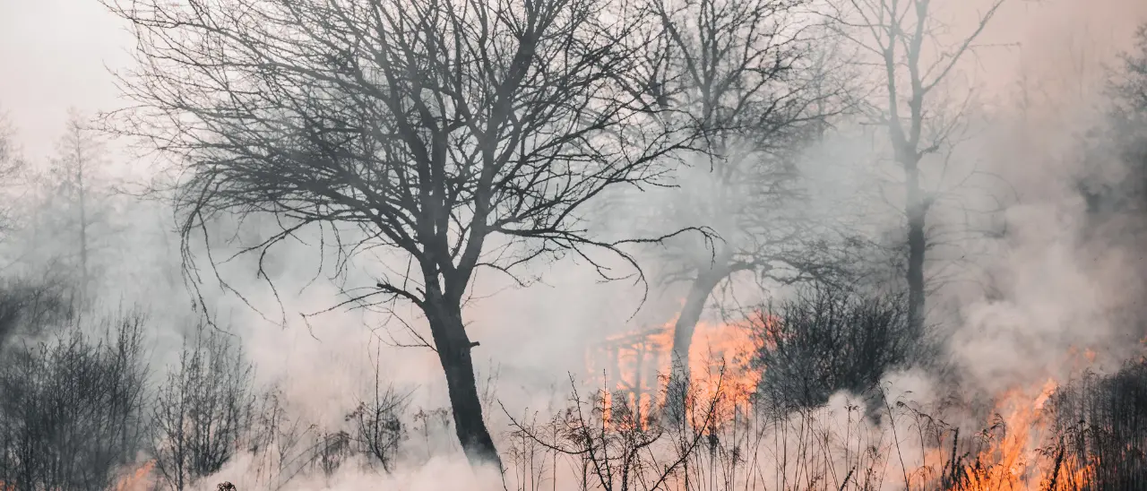 Nuovo incendio in un terreno confiscato alla ‘ndrangheta, a Oppido le fiamme distruggono oltre 800 ulivi