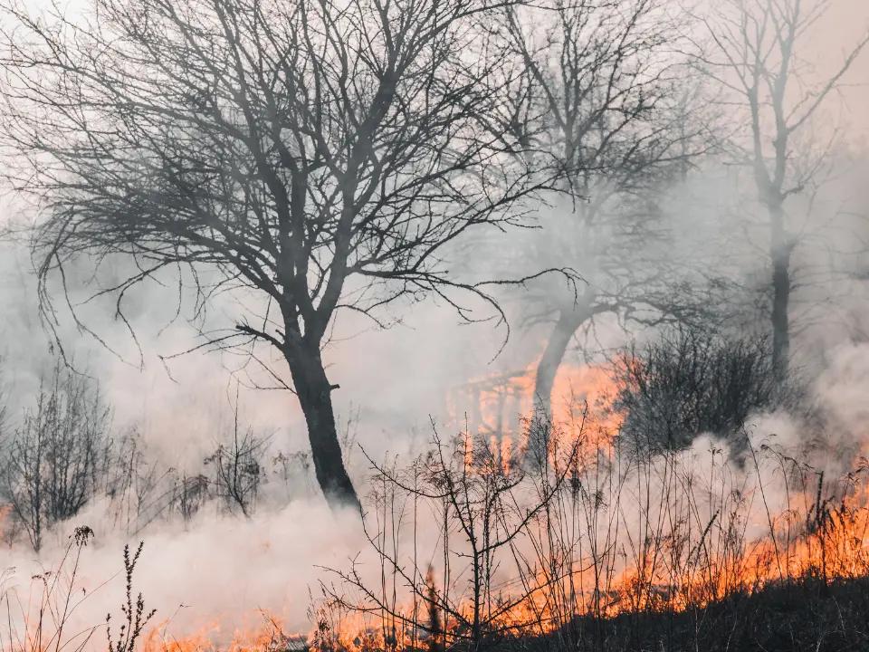 Nuovo incendio in un terreno confiscato alla ‘ndrangheta, a Oppido le fiamme distruggono oltre 800 ulivi