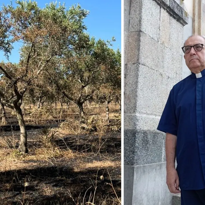 Centinaia di ulivi distrutti nella cooperativa confiscata alla ‘ndrangheta, don Pino De Masi:\u00A0«Continueremo a resistere, siamo più forti della mafia»\n