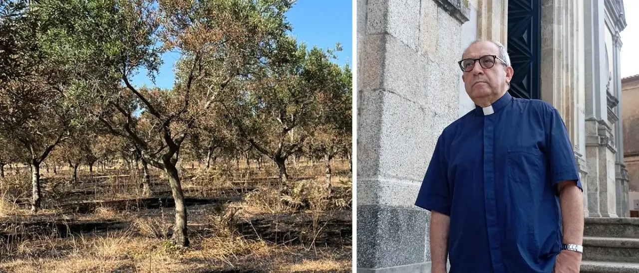 Centinaia di ulivi distrutti nella cooperativa confiscata alla ‘ndrangheta, don Pino De Masi:\u00A0«Continueremo a resistere, siamo più forti della mafia»\n