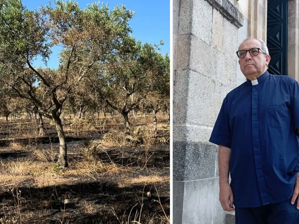 Centinaia di ulivi distrutti nella cooperativa confiscata alla ‘ndrangheta, don Pino De Masi: «Continueremo a resistere, siamo più forti della mafia»