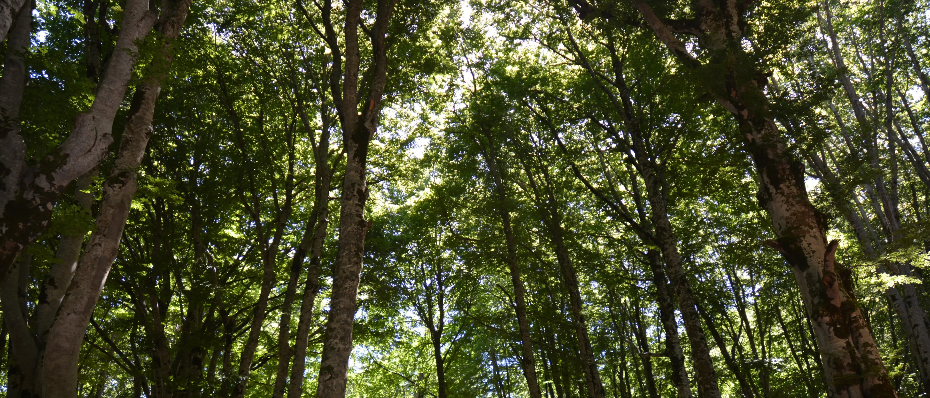 Una gemma inattesa nel Pollino, ecco il Masistro Park: qui\u00A0l'avventura incontra la natura (quasi) selvaggia\n