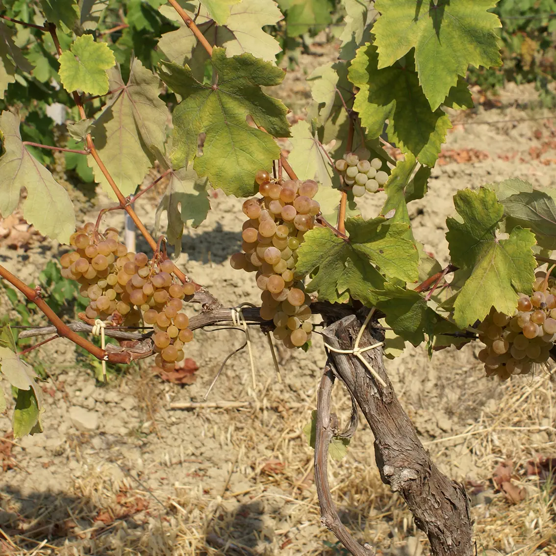 Il vino nel mondo: cresce la richiesta di bianchi, calano i rossi. La Calabria ha carte importanti da giocare\n