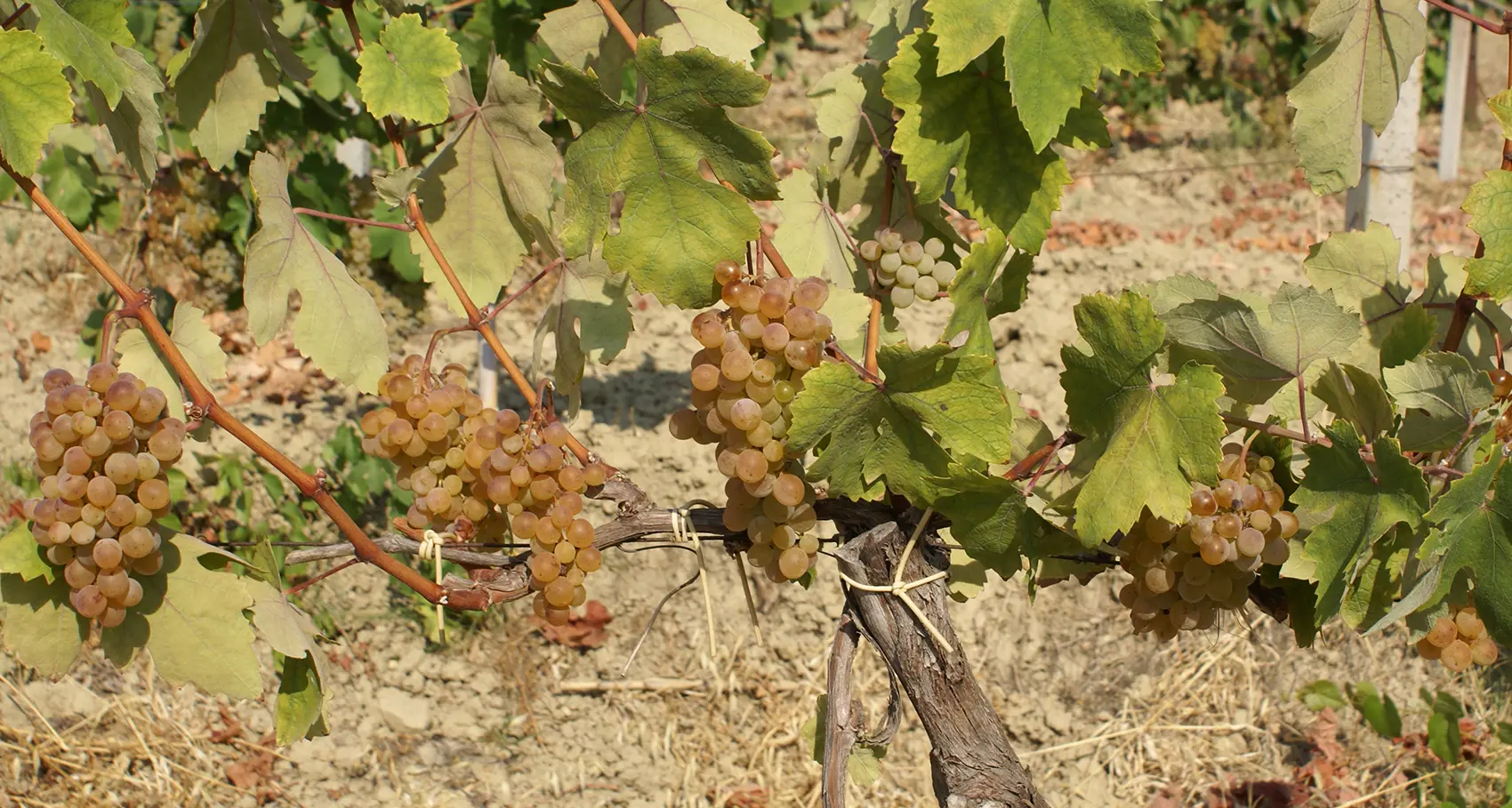 Il vino nel mondo: cresce la richiesta di bianchi, calano i rossi. La Calabria ha carte importanti da giocare\n