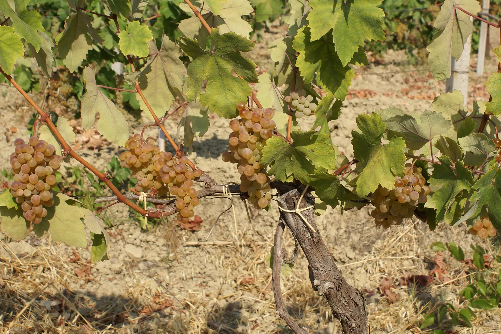 Il vino nel mondo: cresce la richiesta di bianchi, calano i rossi. La Calabria ha carte importanti da giocare\n