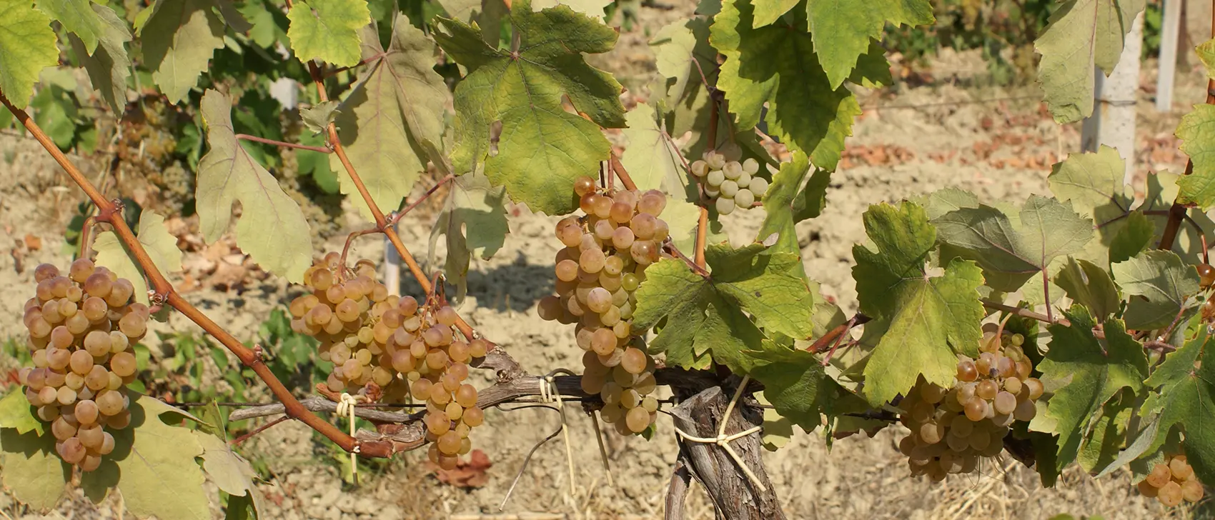 Il vino nel mondo: cresce la richiesta di bianchi, calano i rossi. La Calabria ha carte importanti da giocare\n