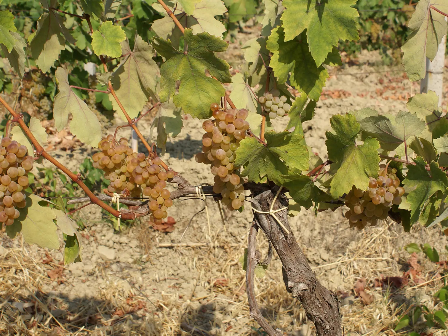 Il vino nel mondo: cresce la richiesta di bianchi, calano i rossi. La Calabria ha carte importanti da giocare