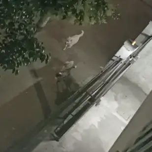 Branco di randagi a Cosenza: massima attenzione per chi passeggia con il proprio cane