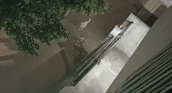 Branco di randagi a Cosenza: massima attenzione per chi passeggia con il proprio cane