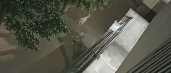 Branco di randagi a Cosenza: massima attenzione per chi passeggia con il proprio cane