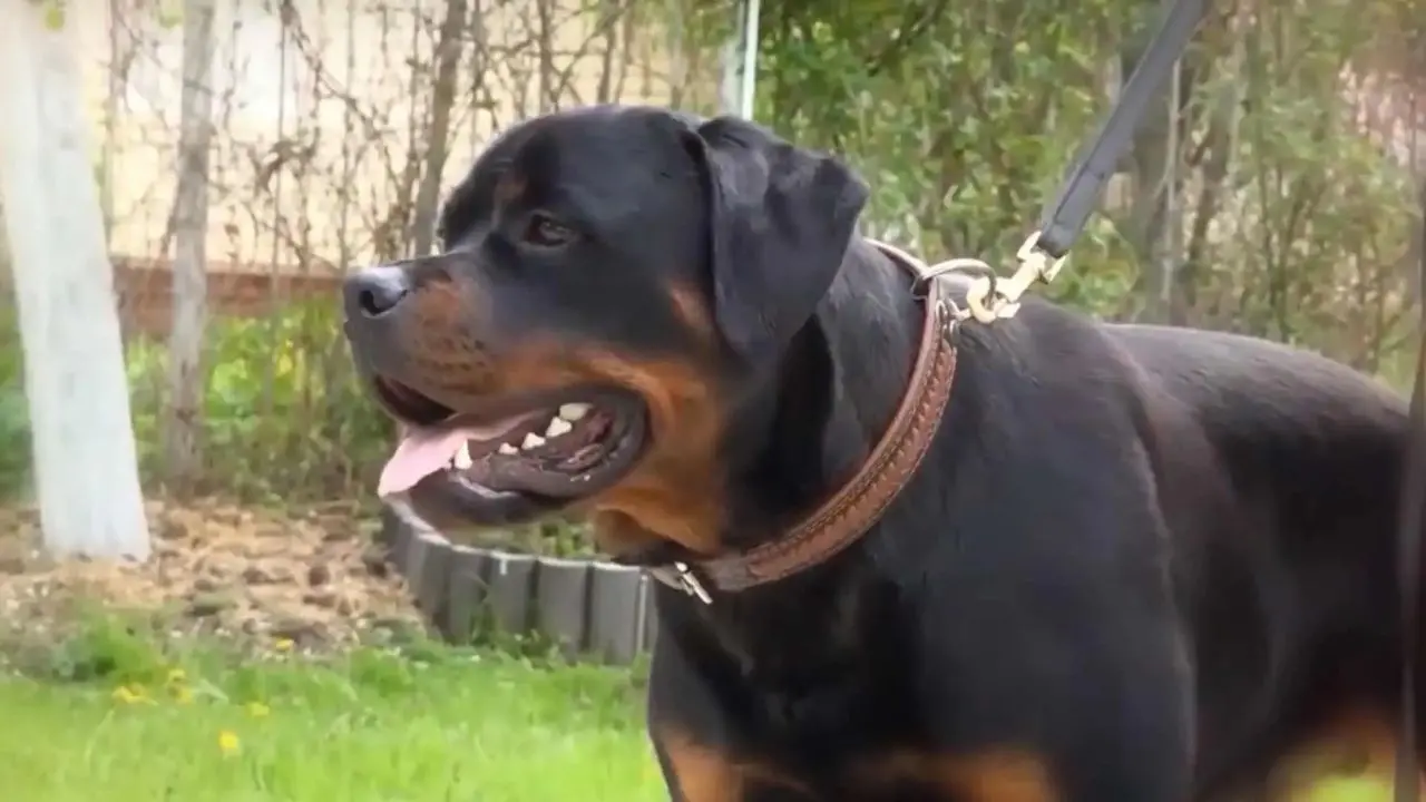 Tarsia, ragazzino morso da rottweiler: la precisazione del proprietario del cane