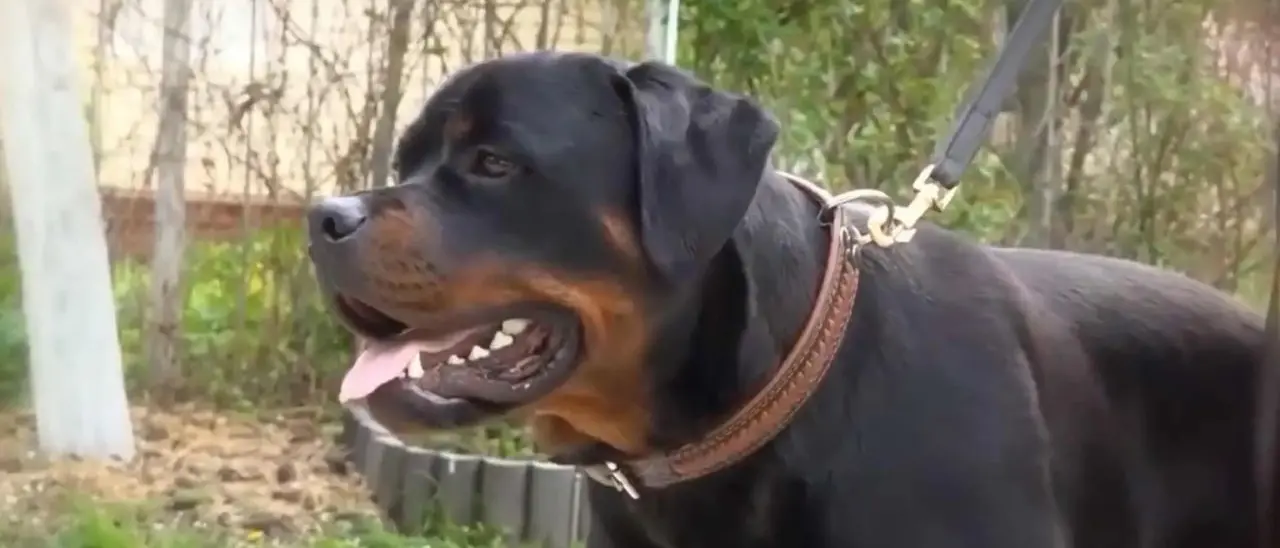 Tarsia, ragazzino morso da rottweiler: la precisazione del proprietario del cane