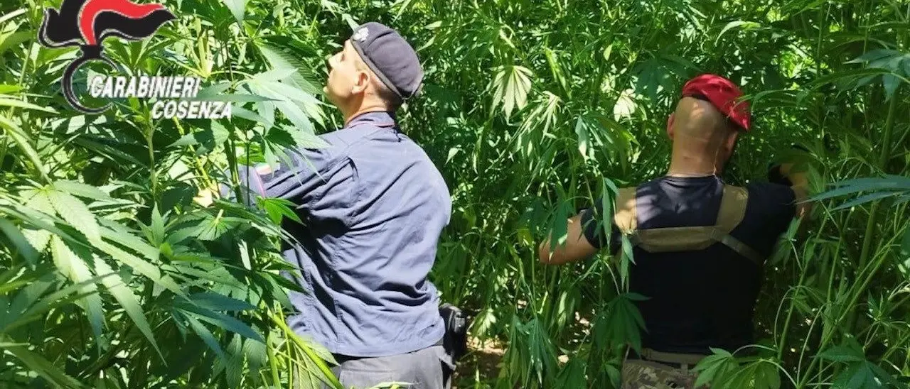 Maxisequestro di marijuana a Mongrassano, arresti e misure cautelari | NOMI