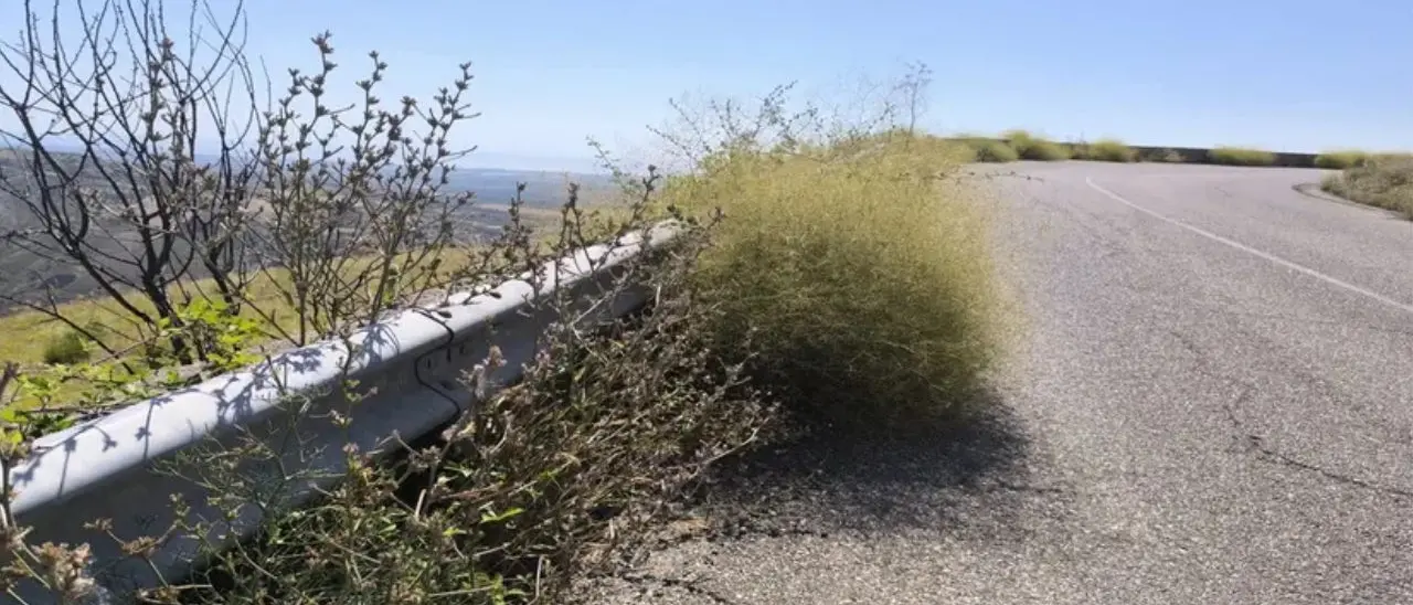 «La statale 19 che collega Cassano a Castrovillari è una giungla»