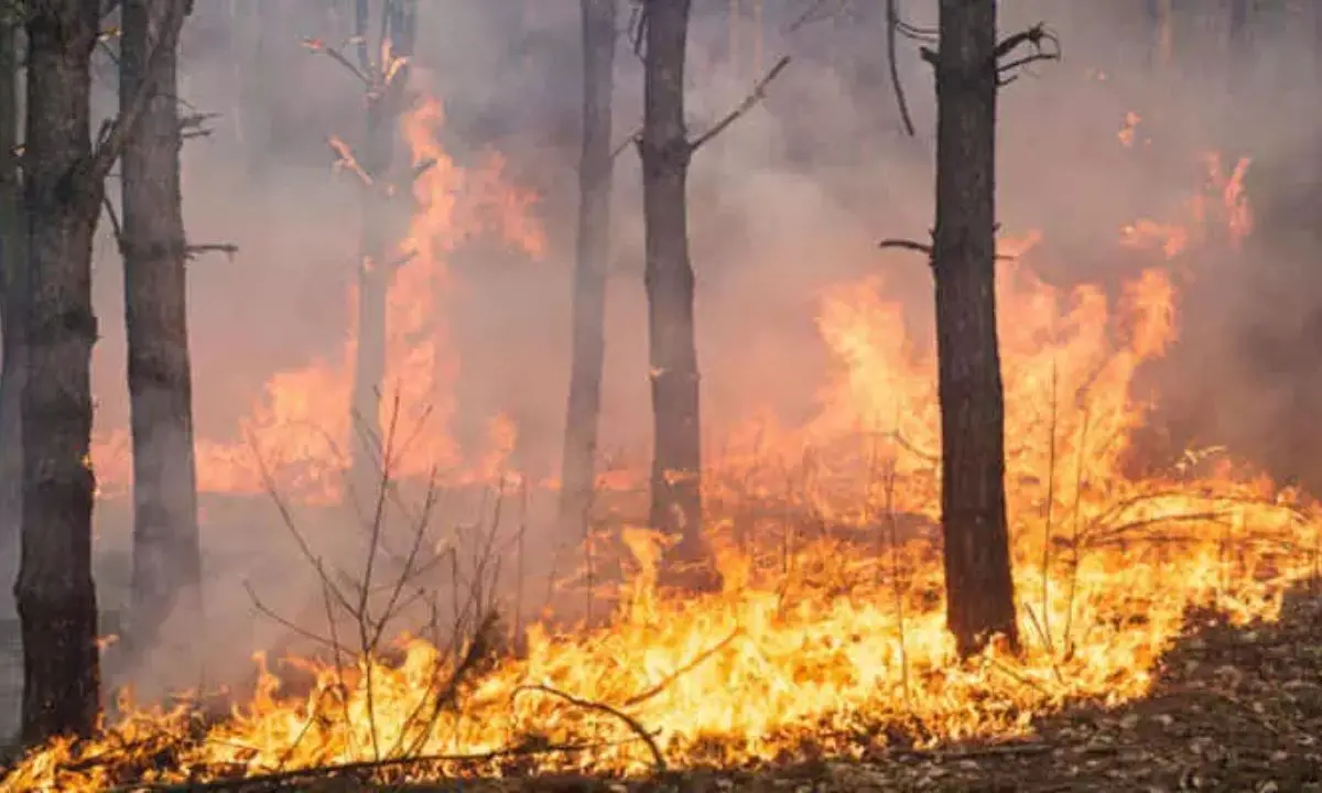 Calabria in fiamme, 107 roghi in un solo giorno: Legambiente denuncia l’inerzia politica e rilancia dieci proposte