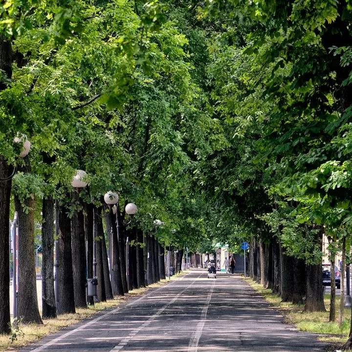 Cosenza pianta oltre 2mila alberi per rigenerare il verde urbano: «La sostenibilità è un paradigma culturale»