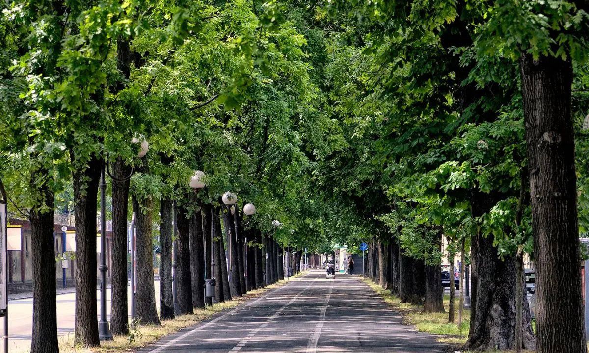 Cosenza pianta oltre 2mila alberi per rigenerare il verde urbano: «La sostenibilità è un paradigma culturale»