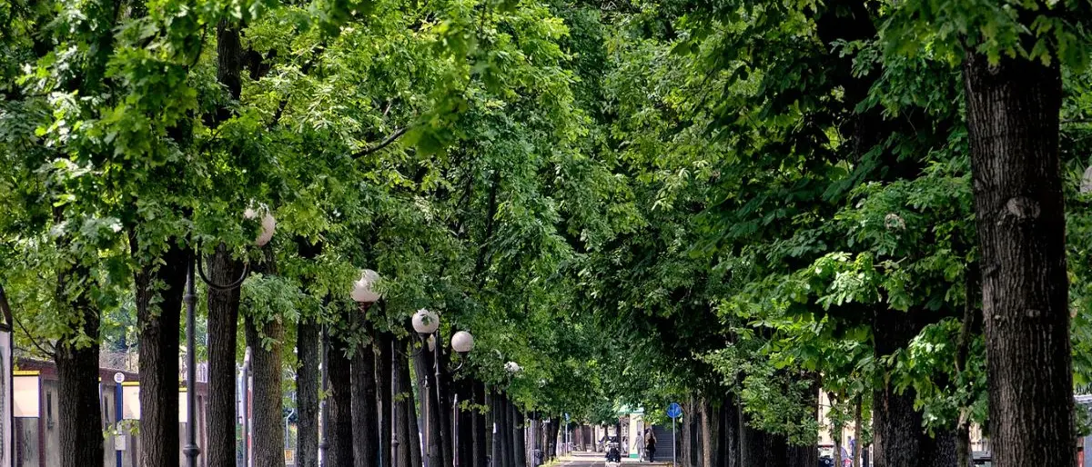 Cosenza pianta oltre 2mila alberi per rigenerare il verde urbano: «La sostenibilità è un paradigma culturale»