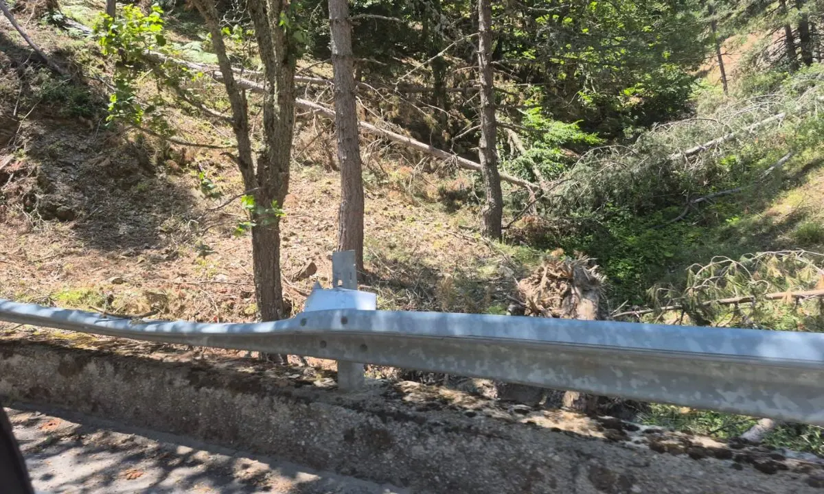 Sila Greca, la Provincia di Cosenza respinge le accuse: «Nessun albero caduto sulle strade provinciali»
