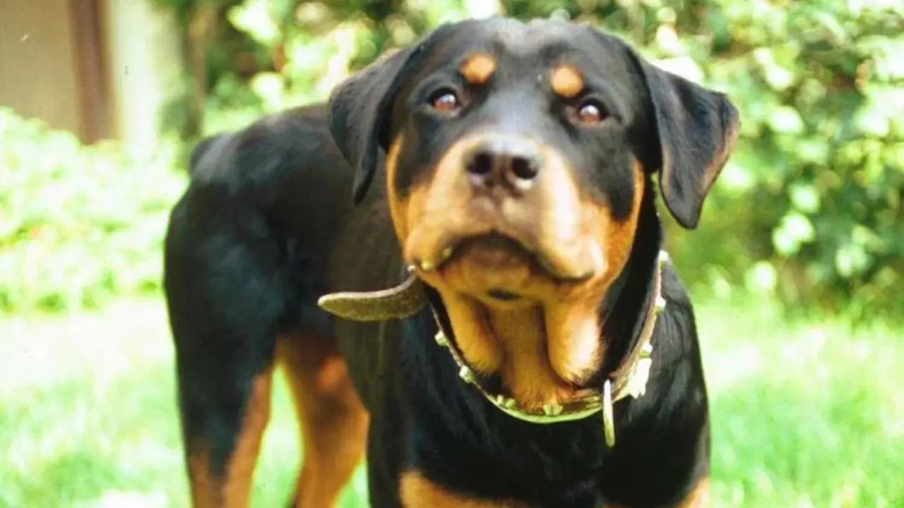 Pisa, donna morsa al volto dal rottweiler di famiglia