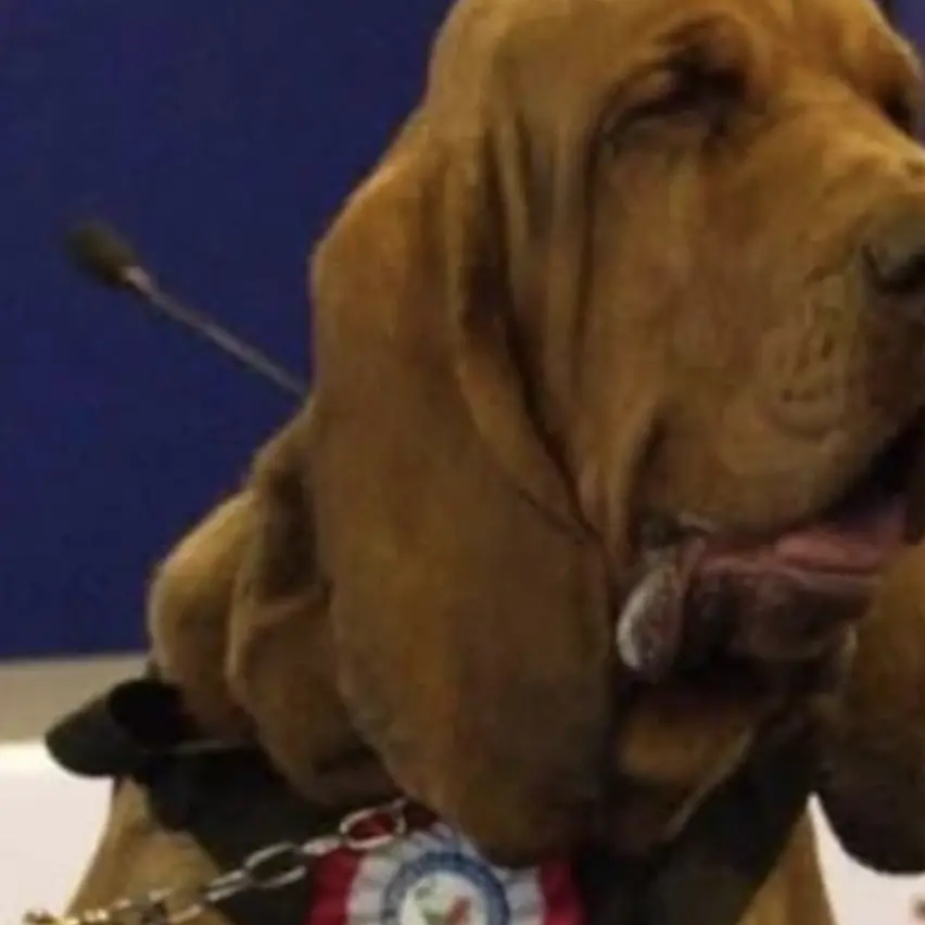 Bruno, cane eroe dell’Unità Cinofila, ucciso con wurstel pieni di chiodi