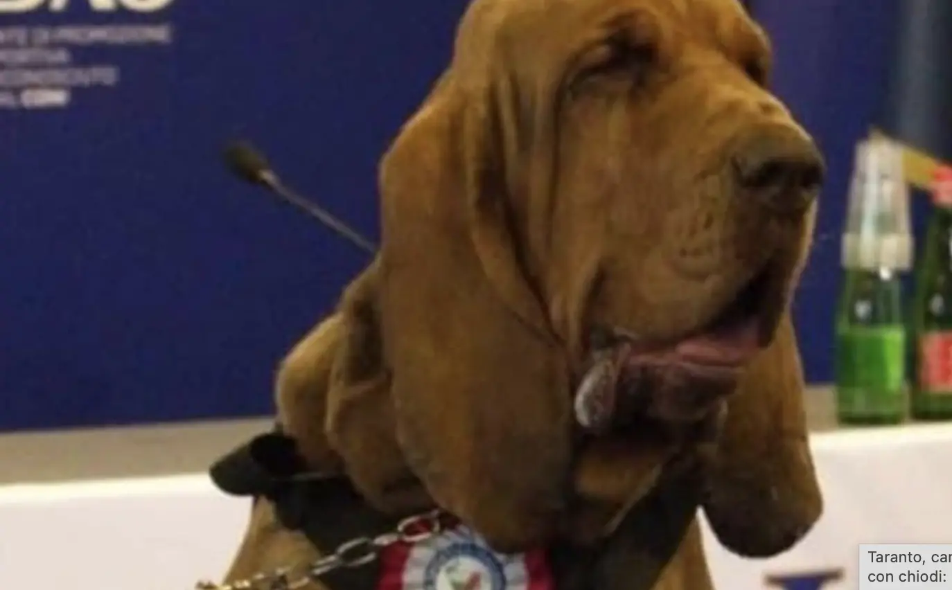 Bruno, cane eroe dell’Unità Cinofila, ucciso con wurstel pieni di chiodi