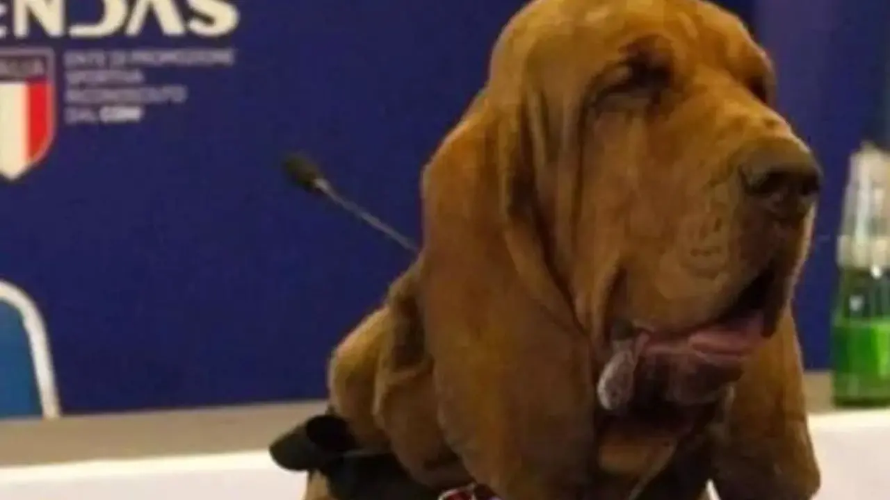 Bruno, il cane eroe ucciso da un boccone con dei chiodi