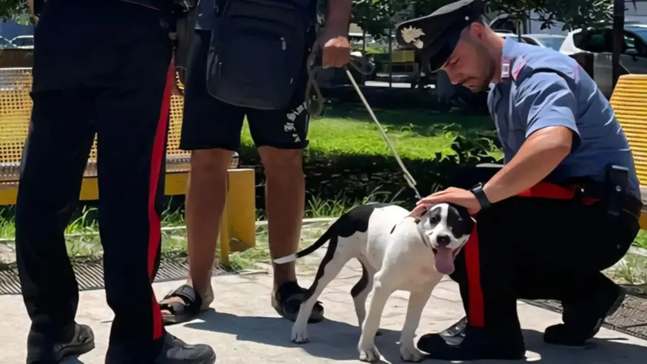 Soverato, ruba un cane e pretende il riscatto: arrestato un 35enne