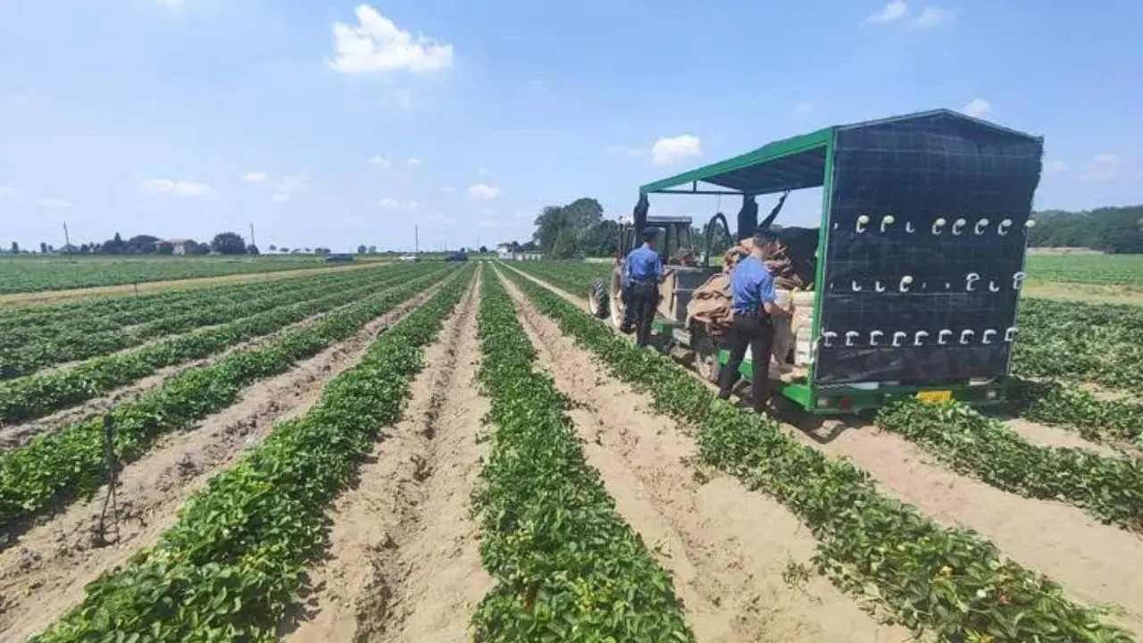 Ferrara, donna muore schiacciata da un trattore in un'azienda agricola
