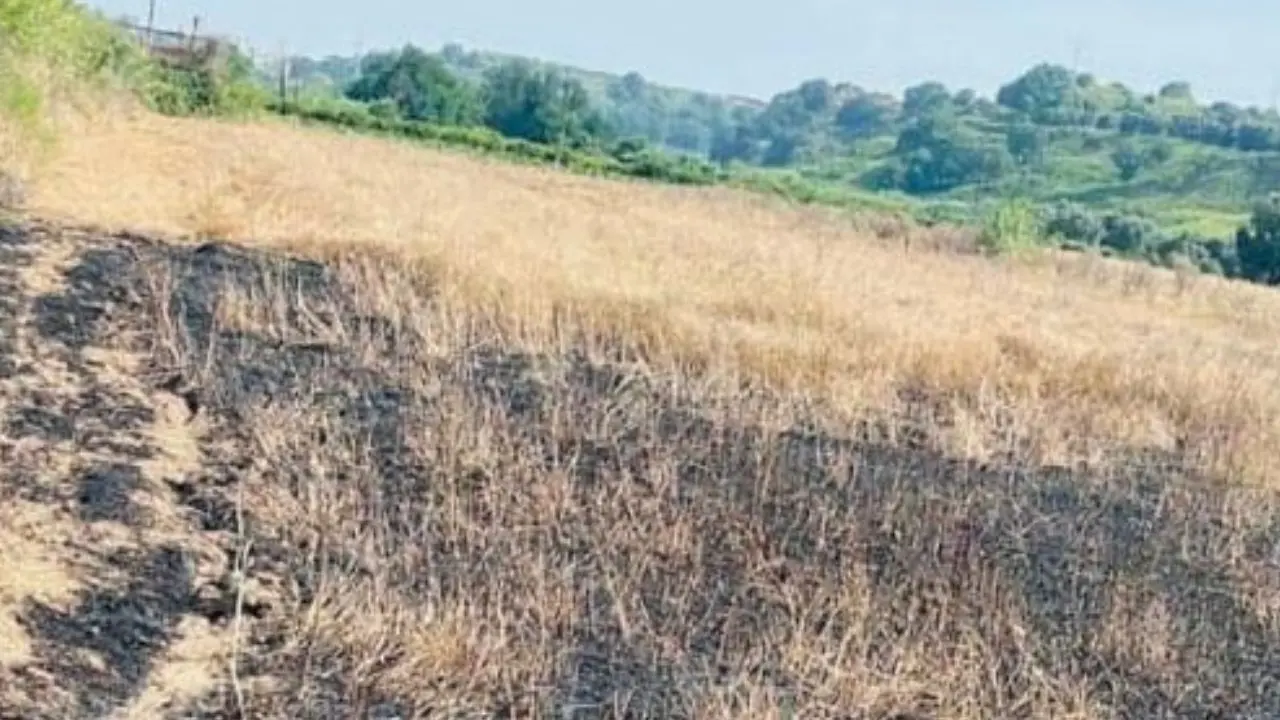 Nuovo incendio in un terreno confiscato alla ‘Ndrangheta, distrutti oltre 800 ulivi