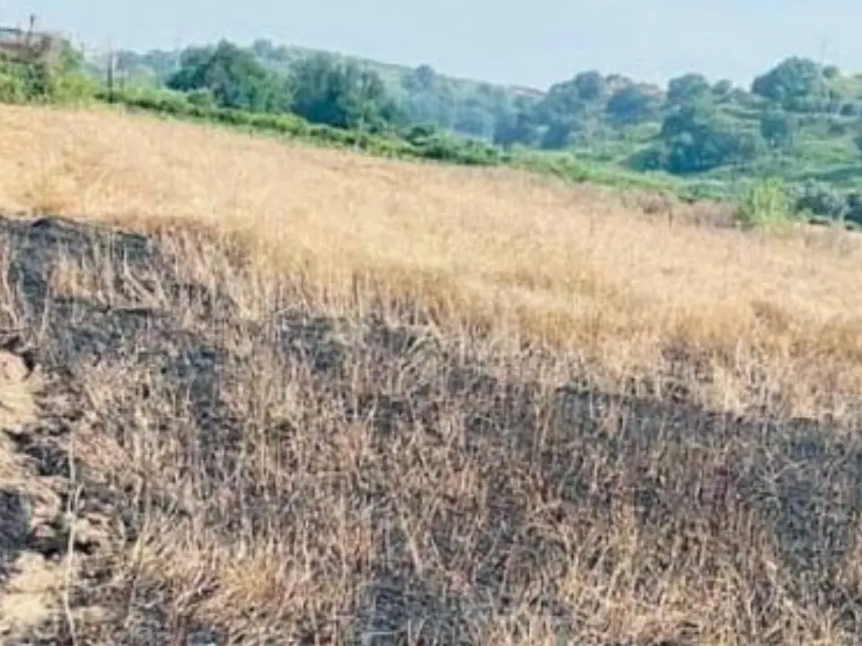 Nuovo incendio in un terreno confiscato alla ‘Ndrangheta, distrutti oltre 800 ulivi