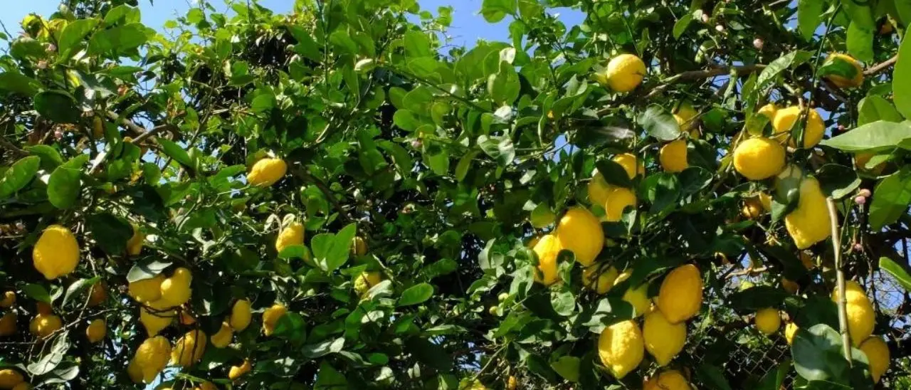 Appello ai cedricoltori dal direttivo Baticòs: «Interrompere i rapporti con Israele»