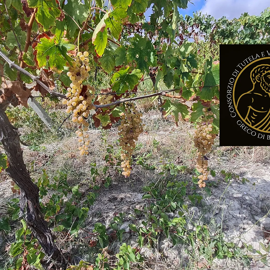 Una data storica per la vitivinicoltura calabrese: è nato il Consorzio del Greco di Bianco Dop, passito d’eccellenza\n