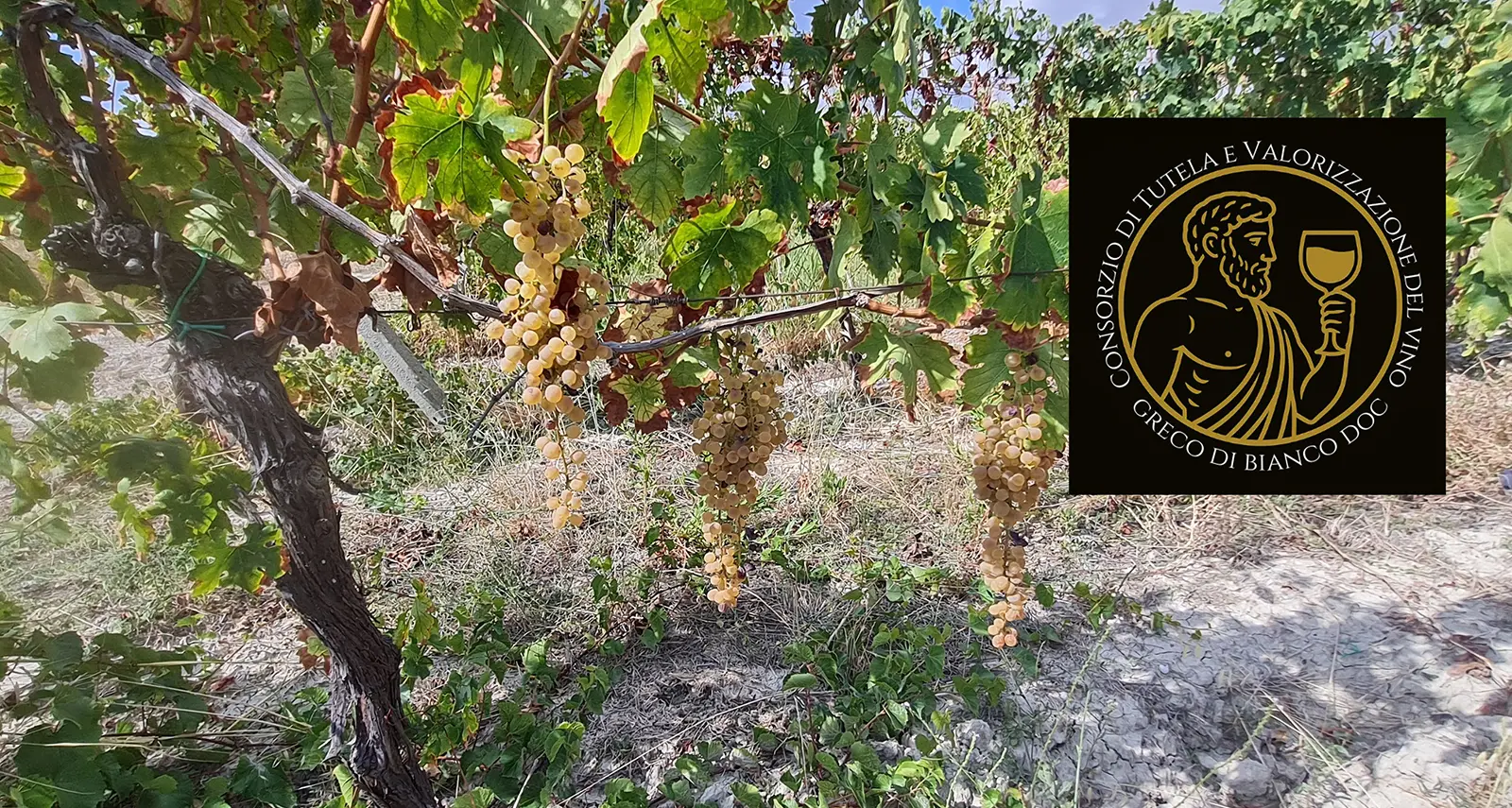 Una data storica per la vitivinicoltura calabrese: è nato il Consorzio del Greco di Bianco Dop, passito d’eccellenza\n