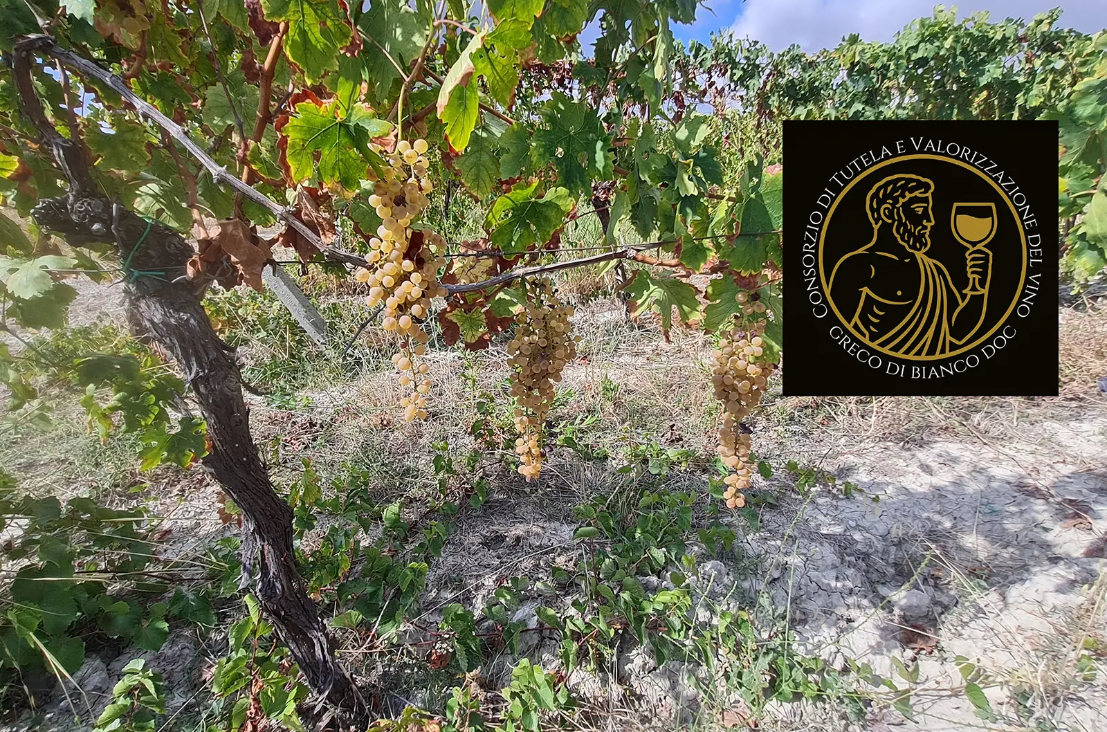 Una data storica per la vitivinicoltura calabrese: è nato il Consorzio del Greco di Bianco Dop, passito d’eccellenza\n