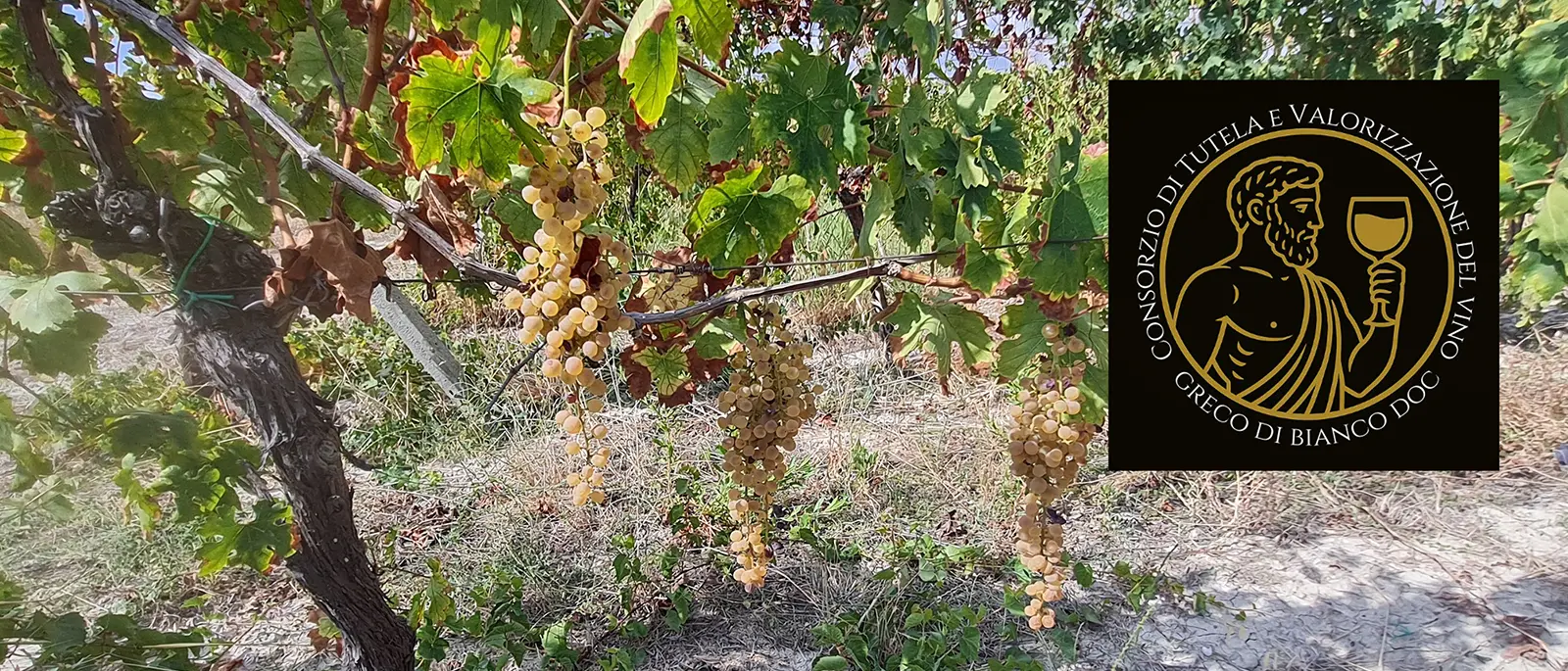Una data storica per la vitivinicoltura calabrese: è nato il Consorzio del Greco di Bianco Dop, passito d’eccellenza\n