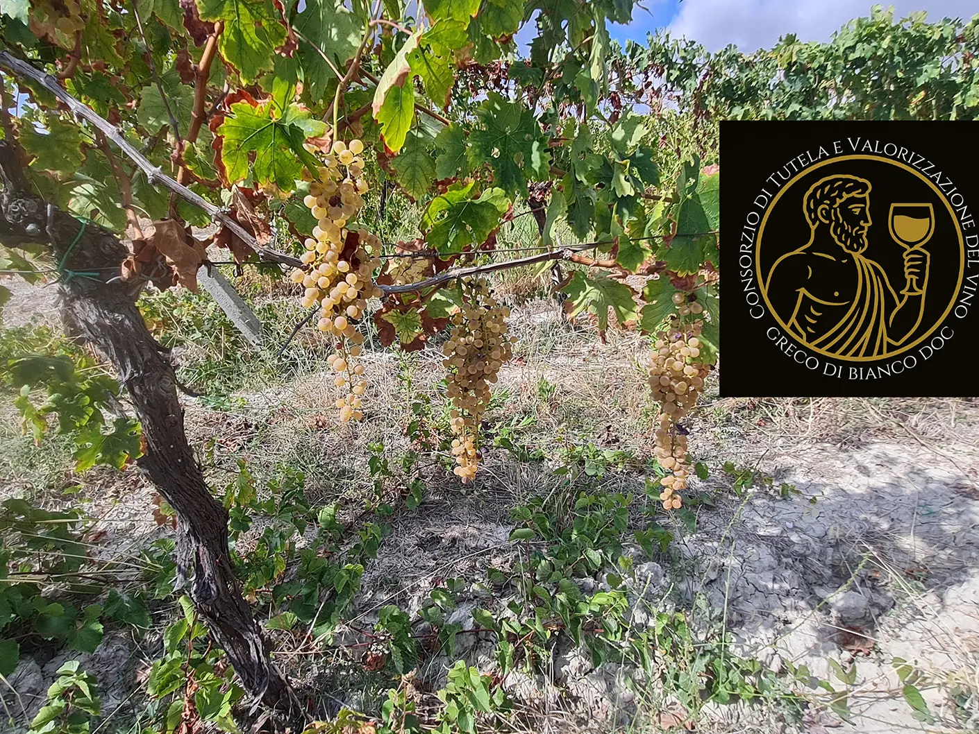 Una data storica per la vitivinicoltura calabrese: è nato il Consorzio del Greco di Bianco Dop, passito d’eccellenza