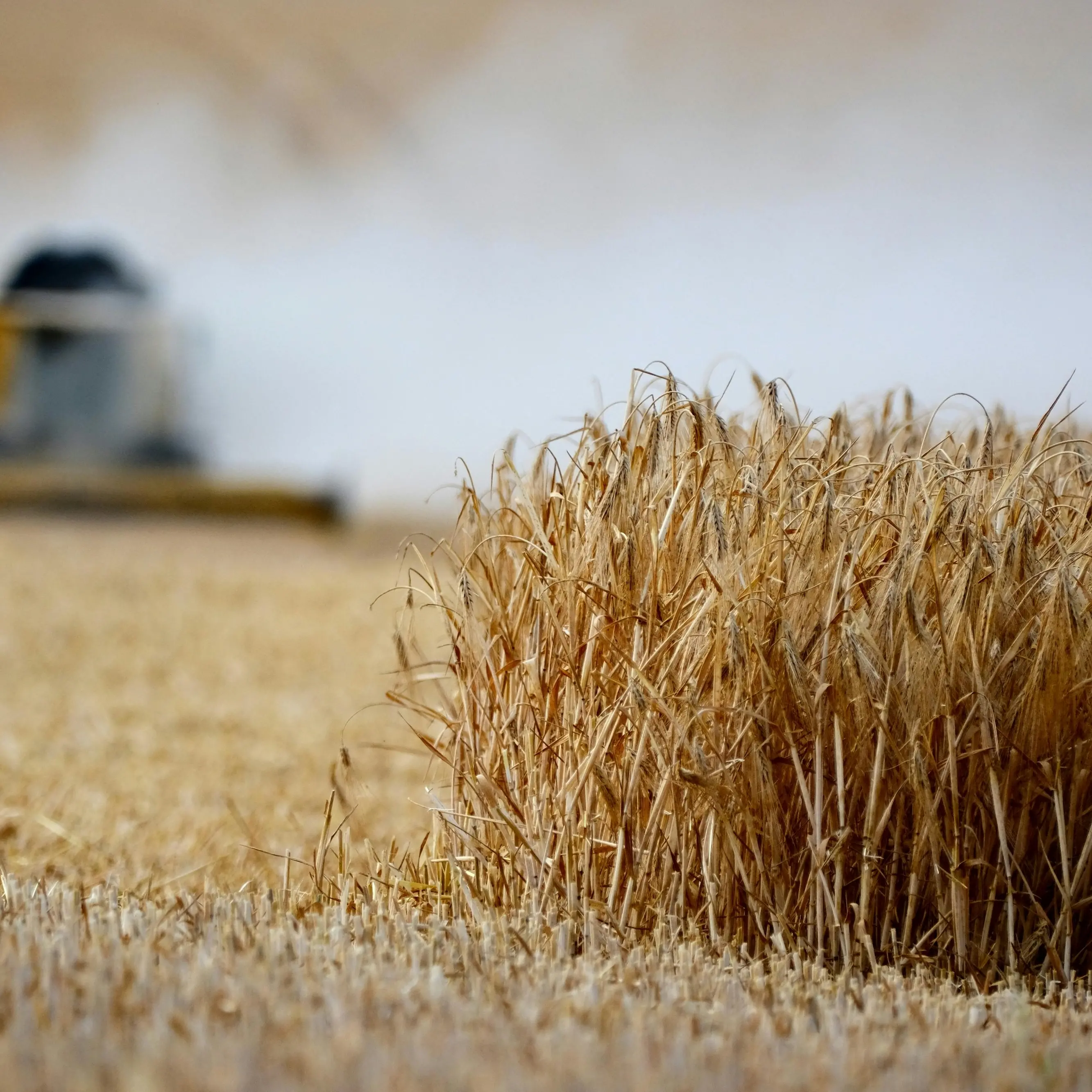 Emergenza siccità, dall’Agea fondi per gli agricoltori: alla Calabria vanno 3,7 milioni di euro