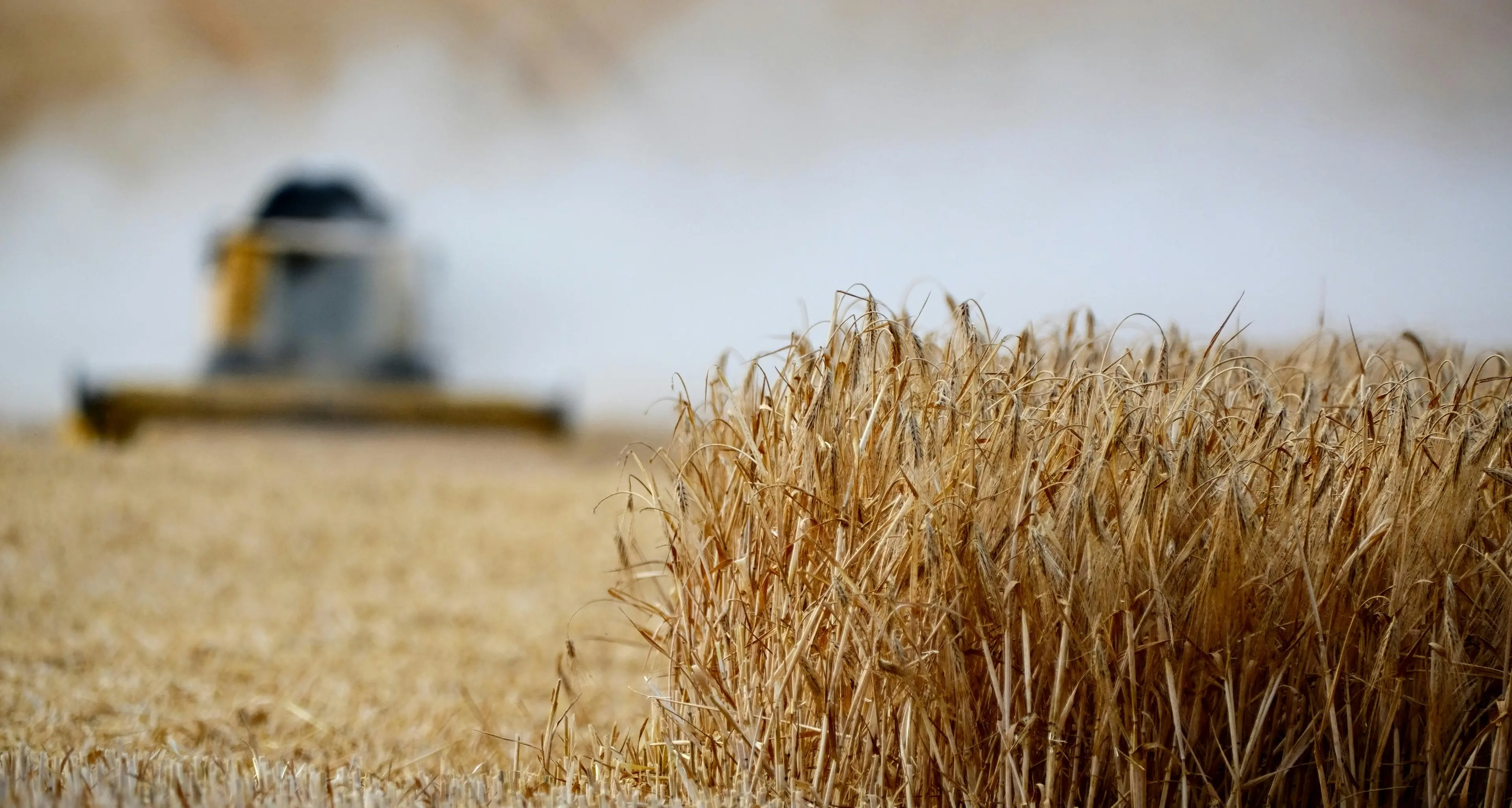 Emergenza siccità, dall’Agea fondi per gli agricoltori: alla Calabria vanno 3,7 milioni di euro