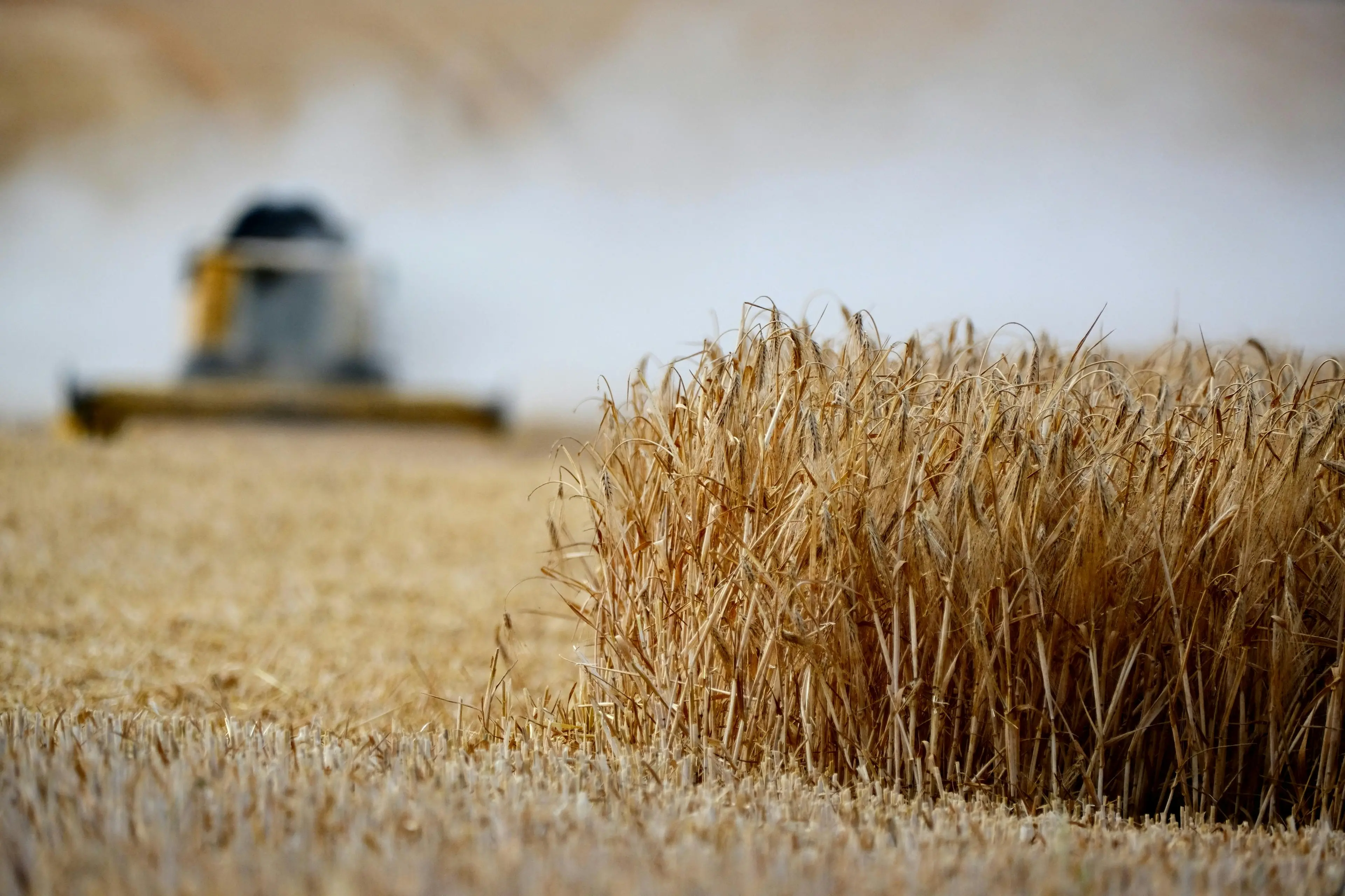 Emergenza siccità, dall’Agea fondi per gli agricoltori: alla Calabria vanno 3,7 milioni di euro